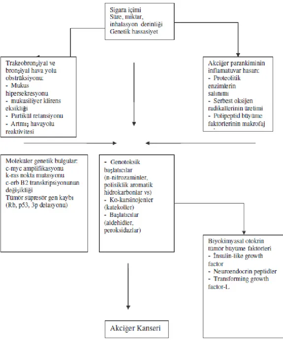 Şekil 2.5. Sigara içiciliğinin akciğer kanserine neden olan patogenezi (Akyüz 2006) 