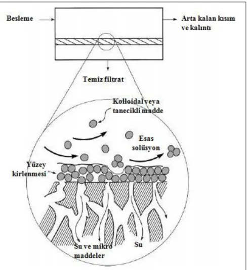Şekil 2.24. Ultrafiltrasyon membran yüzeyinden kolloidal veya tanecikli maddelerin  uzaklaştırılması ve membran yüzeyi kirlenmesinin şematik gösterimi (Baker  2000) 