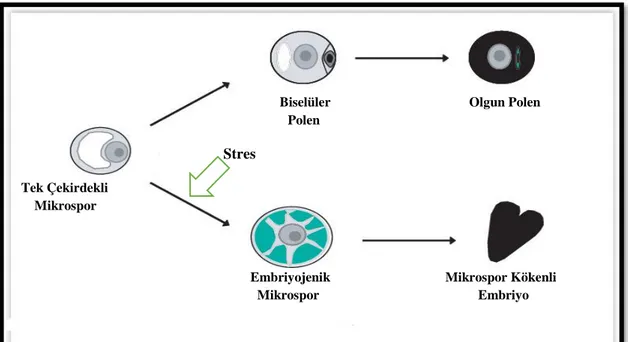 Şekil 2.3. Mikrosporların gametofitik ve sporofitik gelişimleri (Shariatpanahi vd 2006) 