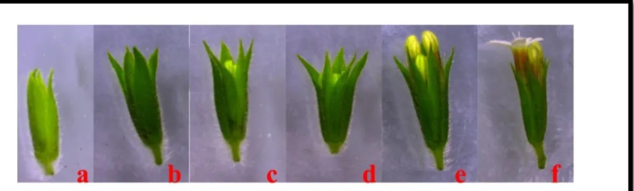 Şekil 3.4. Stevia rebaudiana Bertoni bitkisinin farklı safhadaki çiçek tomurcuklarının  sınıflandırılması; a ve b erken dönemdeki çiçek tomurcukları c ve d uygun  safhadaki tomurcuklar e ve f ise geç dönemdeki çiçek tomurcukları