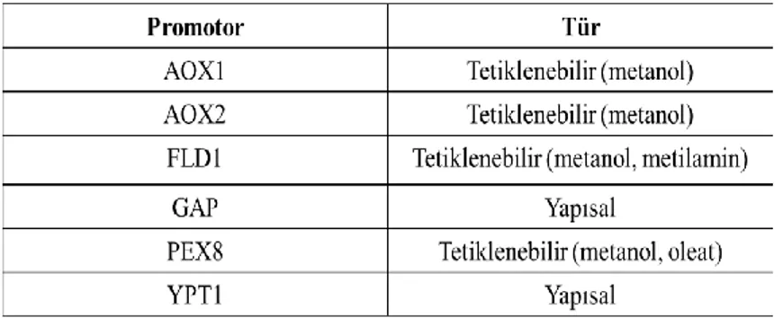 Çizelge 2.2. Pichia pastoris yapısal ve tetiklenebilir promotorları (Çelik ve Çalık 2012) 