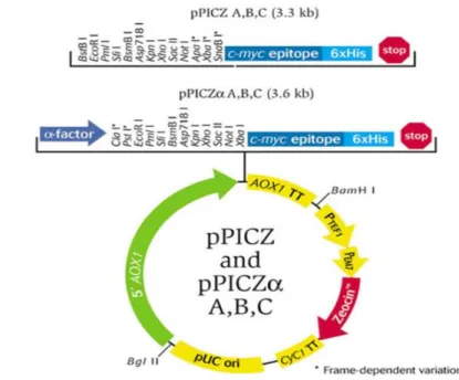 Şekil 2.5. pPICZαA ekspresyon vektörünün şematik gösterimi 