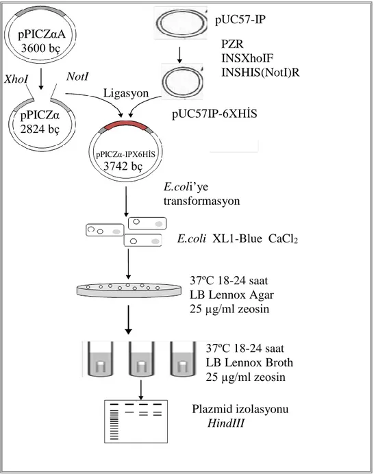 Şekil 2.6. pPICZα-IP-6XHis ekspresyon vektörünün oluşturulması pPICZαA   3600 bç pUC57-IP   PZR   INSXhoIF    INSHIS(NotI)R   pUC57IP-6XHİS                                        XhoI NotI    Ligasyon     pPICZα            2824 bç     pPICZα-IPX6HİS       