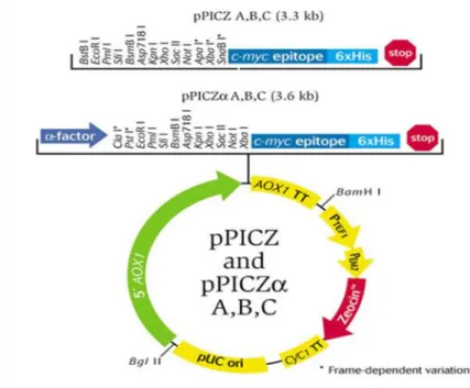 Şekil 3.1. pPICZαA ekspresyon vektörünün şematik gösterimi 