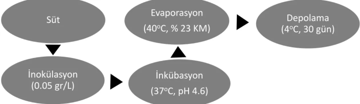 Şekil 3.4. Asidofiluslu sütlerin evaporasyonuyla üretilen konsantre asidofiluslu sütlerin  üretim akım şeması 