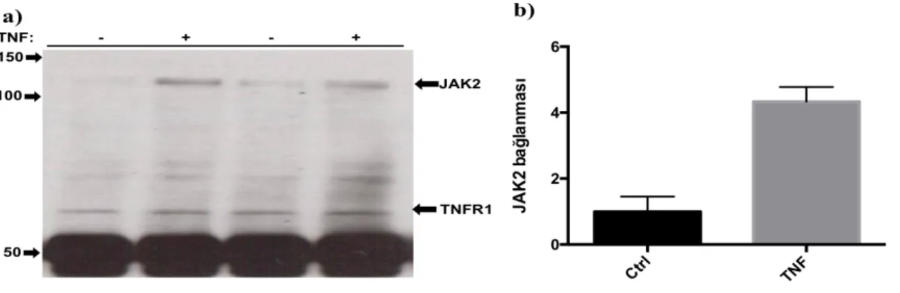 Şekil 4.3: TNFR1-JAK2 arasındaki fiziksel etkileşim. a) TNF muamelesi olmaksızın ve 30 dakika TNF  muamelesi  yapılmış  lizatlardan  TNFR1  immunopresipitasyonu  yapılıp,  iki  tekrar  halinde  yüklenmiş  ve  bunlarda JAK2 işaretlemesi gerçekleştirilmiştir