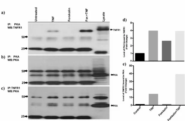 Şekil  4.6:  PKA  ve  TNFR1  birbirine  bağlanmaktadır.  a)  PKA  immunopresipitasyonunda  TNFR1  işaretlemesi, b) PKA immunopresipitasyonunda PKA işaretlemesi, c) TNFR1 immunopresipitasyonunda  PKA  işaretlemesi,  d)  TNFR1’e  bağlanan  PKA  miktarı  (a  