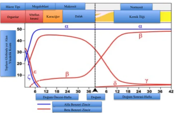 Şekil  2.1:  Embriyolojik  süreçte  hemoglobin  molekülünü  oluşturan  alfa  ve  beta  benzeri  globin  zincirlerinin  zamana  bağlı  değişimi  ile  sentezlendiği  doku  veya  organlar (Wood,  1976)