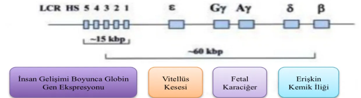 Şekil 2.2: Beta globin gen lokusunun diyagramik gösterimi: LCR:Locus Control Region, HS:Hyper  Sensitive (Levings ve Bungert, 2002).Orjinal şekilden modifiye edilmiştir.