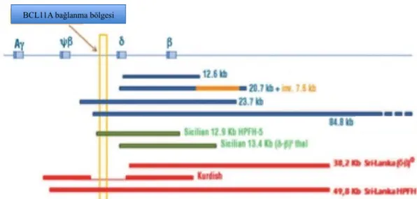 Şekil  2.8:BCL11A  bağlanma  bölgesine  göre  bazı  delesyonel  HPFH  tiplerinin  gösterimi  (Ghedira  ve  ark., 2013)