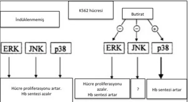 Şekil  2.9:K562  hücrelerinde  MAPK  üyelerinin  rolünü  gösteren  hipotetik  model  (Witt  ve  ark.,  2000).Orjinal makaleden modifiye edilmiştir.