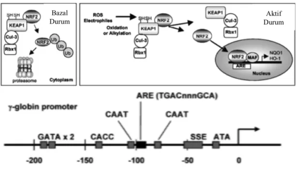 Şekil 2.10:NRF-2/ARE antioksidan hücre içi yolağı (Orjinal makaleden modifiye edilmiştir)