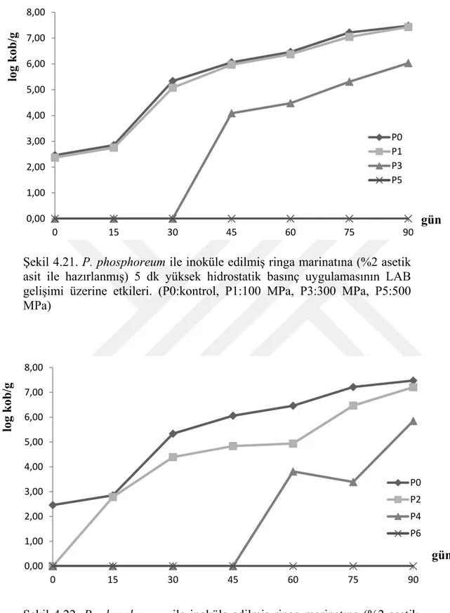 Şekil 4.22. P. phosphoreum ile inoküle edilmiş ringa marinatına (%2 asetik  asit ile hazırlanmış) 10 dk yüksek hidrostatik basınç uygulamasının LAB  gelişimi üzerine etkileri