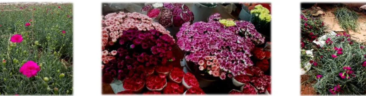 Şekil  3.1. Kesimden sonra serada kalan atık durumunda çiçekler  (Solda), buketlenmiş  çiçekler (ortada) ve buketleme sırasında atık olarak çıkan çiçekler (sağda)   Hammadde  seçimi  yapılmak  üzere  “Osiris”  (mor),  “Radiant”  (yavruağzı), 