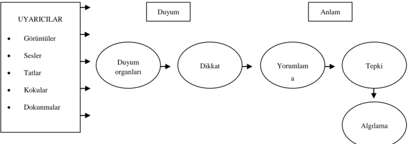 Şekil 2.4 Algılama Süreci 