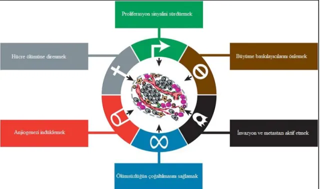 Şekil 2.1. Kanserde kazanılmış yetenekler (Hanahan ve Weinberg 2011). 