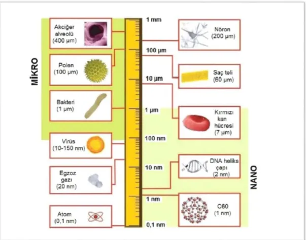 Şekil 7. Karbon 60 (fulleren) nanopartikülünün logaritmik olarak uzunluk ölçüleri ile  gösterilerek nano ve mikro boyutlardaki biyolojik bileşenlerle karşılaştırılması (181)