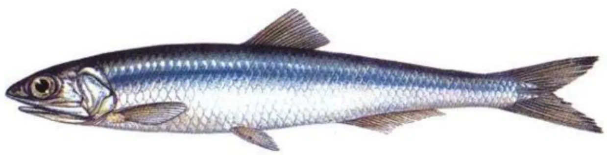 Şekil 1.1. Hamsi (Engraulis encrasicolus, Linnaeus, 1758) (Anonim 2015) 