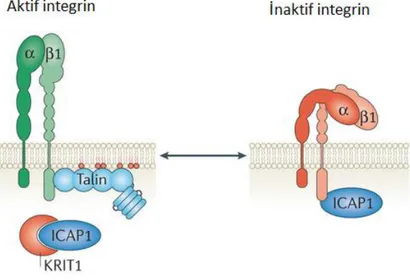 Şekil  2.4:  KRIT1’in  β1-integrin  ile  ilişkisi.  KRIT1  ICAP1α  molekülüne  bağlanır  ve  bu  molekülün  β1- β1-integrin ile etkileşimine engel olur (Bouvard ve ark