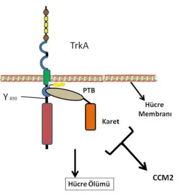 Şekil 2.6: CCM2 hücre içerisinde TrkA ile etkileşime girerek hücrenin apoptotik bir yola girmesini sağlar