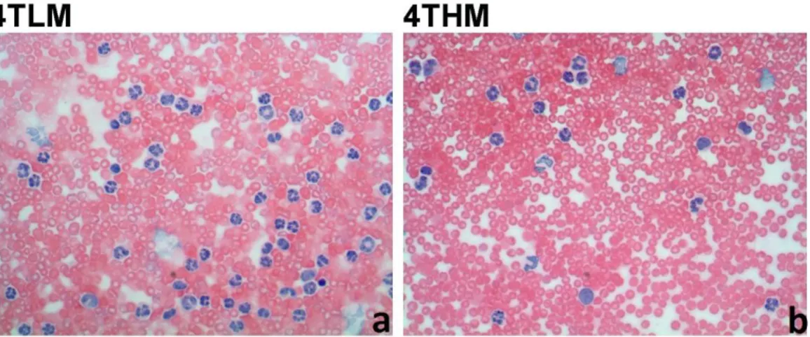 Şekil 3.1: a) 4TLM grubuna ait periferik kan yayma görüntüsü. b) 4THM grubuna ait periferik kan yayma  görüntüsü