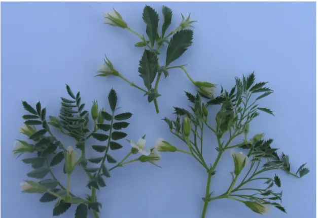 Şekil 2.2. Kültürü yapılan nohutta basit (üst), normal (sol) ve çok parçalı (sağ)  yapraklar