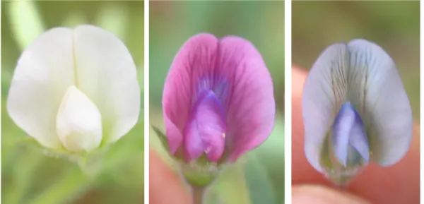 Şekil 2.3. Kültürü yapılan nohutta beyaz (sol), mor (orta) ve mavi (sağ) renkli çiçekler