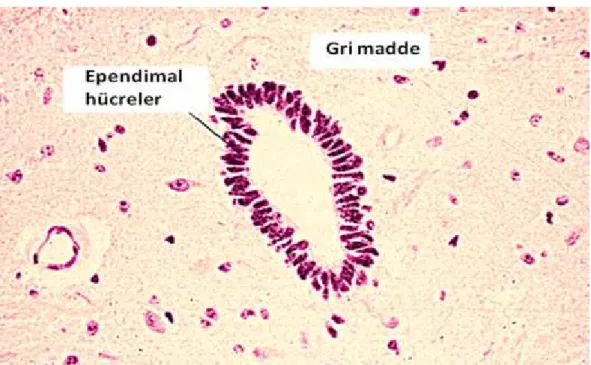 Şekil 2.4. Ependimal hücrelerin mikroskop görüntüsü