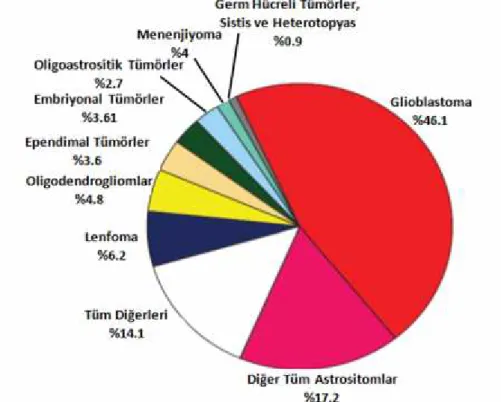 Şekil  2.9. CBTRUS’un  verilerine  göre  malign  primer  beyin  tümörlerinin  ve  MSS  tümörlerinin histolojik gruplarına göre dağılımı (Ostrom ve ark., 2016)