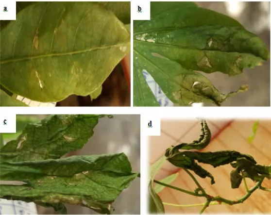 Şekil 2.2. Kasava bitkilerinde tipik Xam simptomları (a) Başlangıç simptomu;  