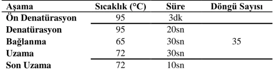 Çizelge  3.2. Klasik  PCR yöntemi ile X. a.  pv.  manihotis  etmenin tanısı için kullanılan  primerler 