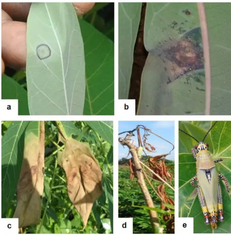 Şekil 4.1. Kasava bitkisinde tipik CBB belirtileri (a) Başlangıç simptomu; (b)                   Açılı yaprak lekeleri; (c) Yaprak yanıklığı; (d) Geriye doğru ölüm; (e)                  Patojenin vektörü Zonocerus variegatus (çekirge)  zararlısı 