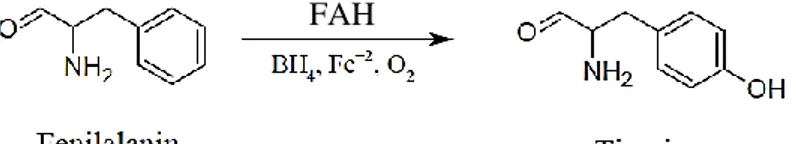 Şekil 2.1. Fenilalaninin tirozine dönüşüm mekanizması 