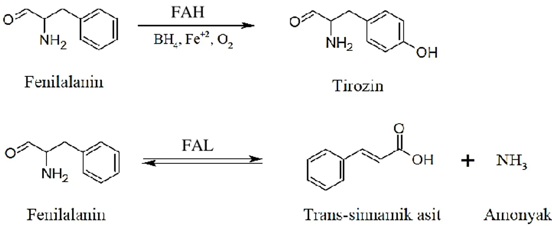 Şekil 2.3. FAH ve FAL enzimleri ile katalizlenmiş reaksiyonlar 