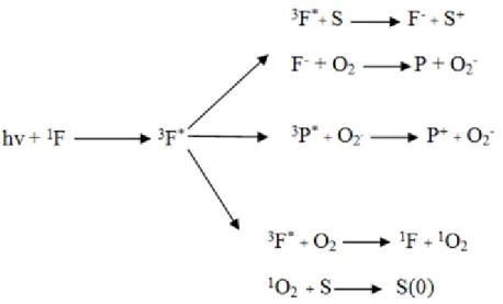 Şekil 2.11. FS’nin substrat ile etkileşimi ve reaktif oksijen türlerinin oluşumu (Swavey  ve Tran 2013) 