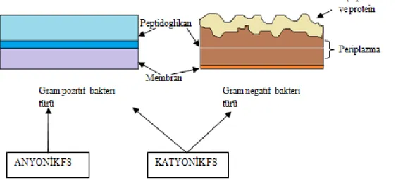 Şekil 2.17. Anyonik ve katyonik FS’lerin ekili olduğu bakteri türleri 