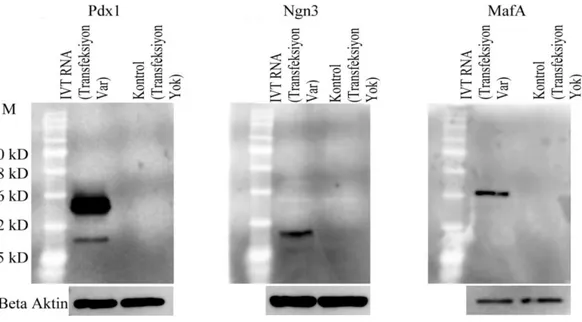 Şekil  4.  7.    İnsan  hücrelerindeki  PDX1,  NGN3  ve  MAFA  proteinlerinin  Western        Blot   görüntüleri