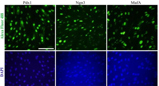 Şekil 4. 8. İnsan hücrelerindeki PDX1, NGN3 ve MAFA proteinlerinin immünofloresan  görüntüleri