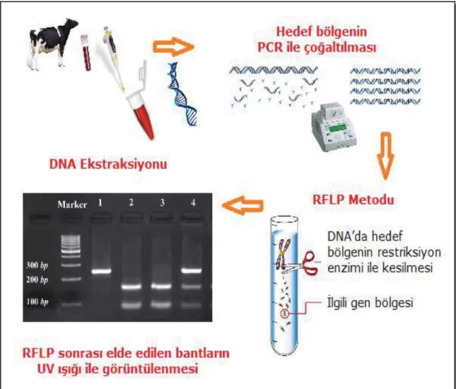 Şekil 2.13. PCR-RFLP aşamaları 