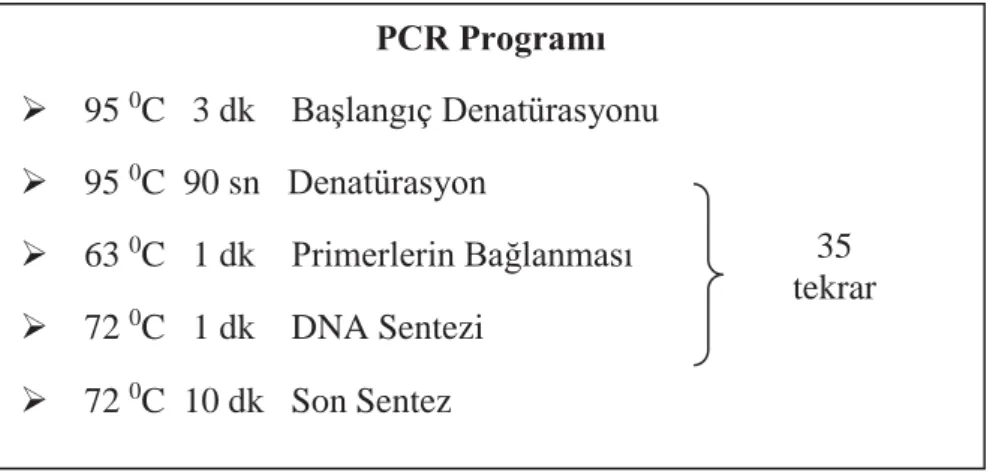 Şekil 3.5. β-laktoglobulin gen bölgesinin çoğaltılması için hazırlanan PCR programı  PCR işleminin tamamlandıktan sonra 247 bç uzunluğundaki β-laktoglobulin gen  bölgesinin çoğaltılıp çoğaltılmadığını gözleyebilmek amacıyla agaroze jel elektroforez  yöntem