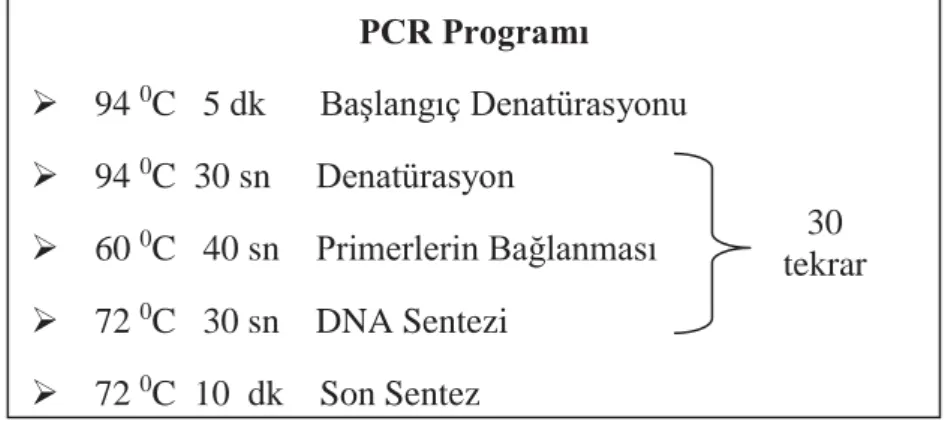 Şekil 3.8. Prolaktin gen bölgesinin çoğaltılması için hazırlanan PCR programı Her bir örnek için; 