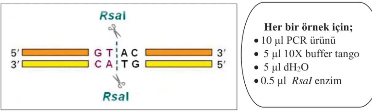 Şekil 3.9. RsaI restriksiyon enzim kesim bölgesi ve enzim reaksiyon karışımı  3.2.2.4