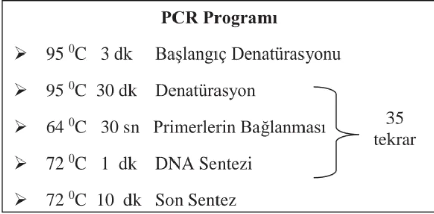 Şekil 3.11. DGAT1 gen bölgesinin çoğaltılması için hazırlanan PCR programı 