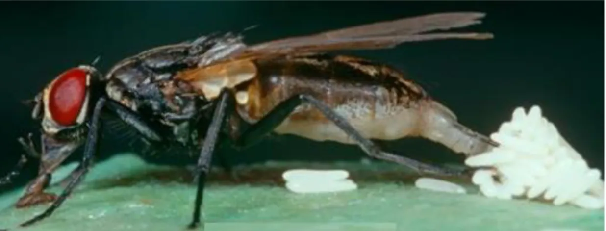 Şekil 2.4. Yumurtlayan bir ergin ev sineği (Anonim 4’den değiştirilerek, 2016) 