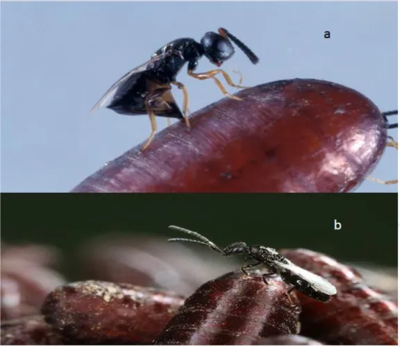 Şekil  2.10.  Ev  sinekleri  ile  biyolojik  mücadelede  sıklıkla  kullanılan  (a)  Muscidufurax  raptor (Anonim 10) ve (b) Spalangia cameroni türleri (Anonim 11) 