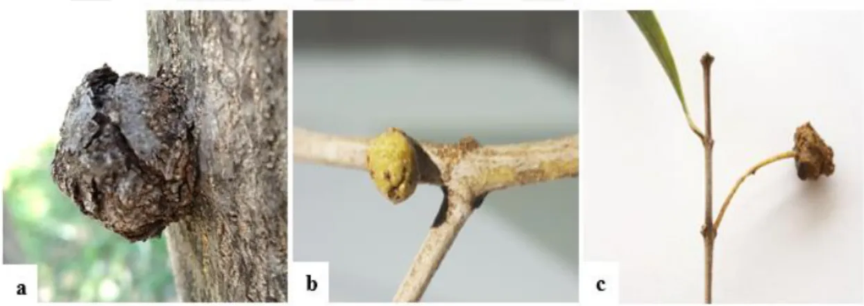 Şekil 2.1. Zeytin Dal Kanseri hastalığı sonucu (a) gövde (b) dal (c) yaprak sapında  oluşan urlar (Bu çalışmadan) 
