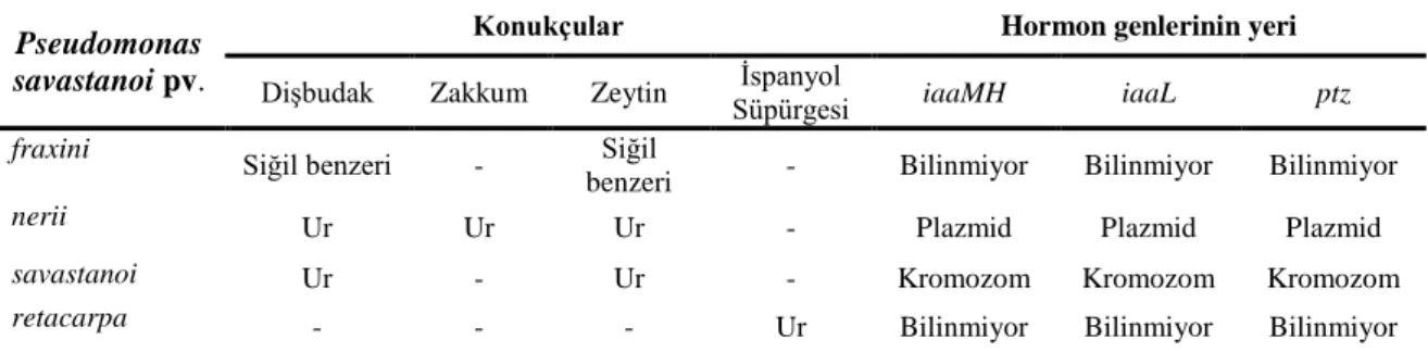 Çizelge 2.3. Pseudomonas savastanoi  pathovarlarının fenotipik  ve  genetik farklılıkları  (Ramos vd 2012)  