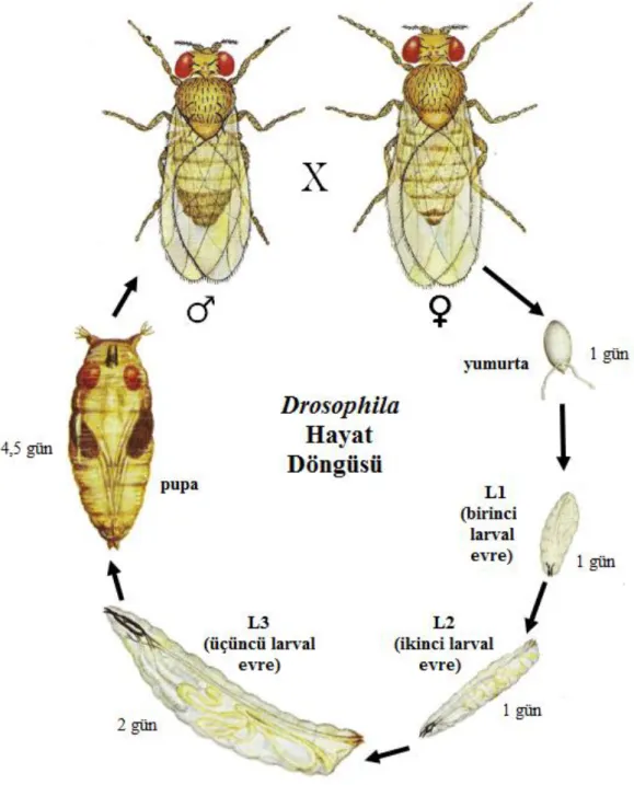 Şekil 3.1. Drosophila melanogaster hayat döngüsü (Flagg 1988’den uyarlanmıştır). 