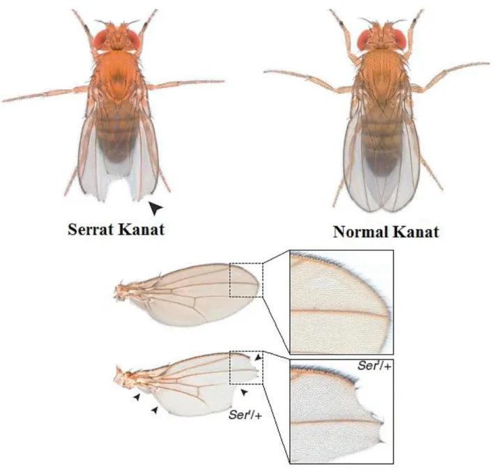 Şekil 3.4. Drosophila melanogaster serrat ve normal kanat görünümü (Chyb ve Gompel  2013’den uyarlanmıştır)