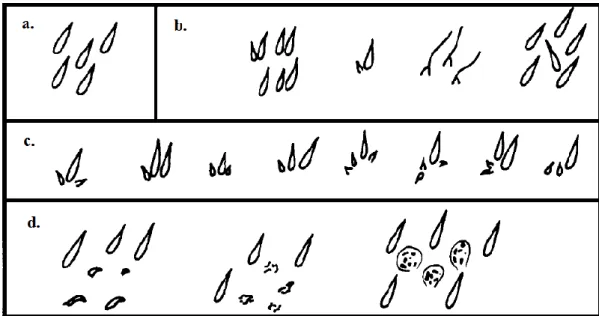 Şekil 3.5. Kanat trikomlarının görünümü a. normal, b. farklılaşmış fakat ne flr 3  ne de  mwh olarak sınıflandırılmayacak trikomlar, c